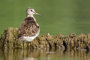 Wood sandpiper (Tringa glareola), a small wader, eurasian smallest shank, mid-sized long-legged...