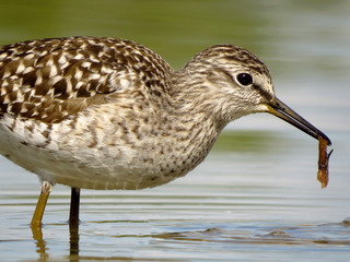 Wood sandpiper (Tringa glareola), a small wader, eurasian smallest shank, mid-sized long-legged...