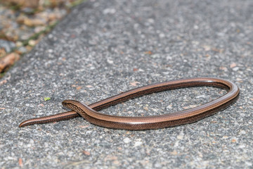 Nahaufnahme einer Blindschleiche (Anguis fragilis) auf einer Straße und am Straßenrand, Deutschland