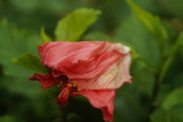 hibiscus