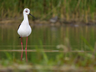 Black-winged stilt (Himantopus himantopus) very long legged wader in the avocet and stilt family (Recurvirostridae), documentary photo of black winged stilt 