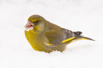 European greenfinch (Chloris chloris, Carduelis chloris) male bird, small sparrow like passerine bird in the finch family Fringillidae.