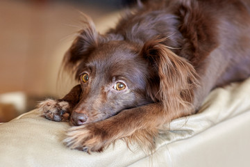 Cute melancholy red dog mongrel lies on the beige cover, waiting the owner. Looking right to the camera, alone at home or dog friendly hotel, indoors, copy space.