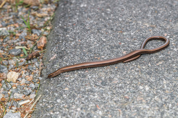 Nahaufnahme einer Blindschleiche (Anguis fragilis) auf einer Straße und am Straßenrand, Deutschland