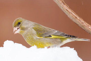 European greenfinch (Chloris chloris, Carduelis chloris) male bird, small sparrow like passerine bird in the finch family Fringillidae.