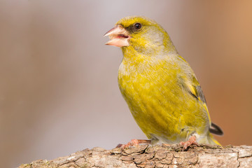 European greenfinch (Chloris chloris, Carduelis chloris) male bird, small sparrow like passerine bird in the finch family Fringillidae.