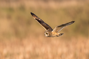 Short-Eared Owl Flying