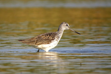 Common greenshank (Tringa nebularia) a wader shorebird in family Scolopacidae, typical waders. Green sandpiper in shallow water at Drava river shore