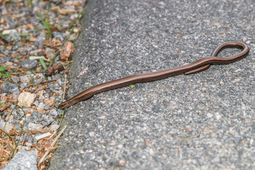 Nahaufnahme einer Blindschleiche (Anguis fragilis) auf einer Straße und am Straßenrand, Deutschland