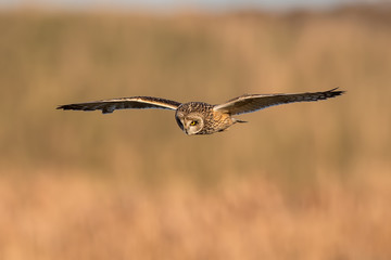 Short-Eared Owl Flying