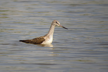 Common greenshank (Tringa nebularia) a wader shorebird in family Scolopacidae, typical waders. Green sandpiper in shallow water at Drava river shore