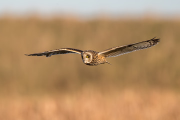 Short-Eared Owl Flying