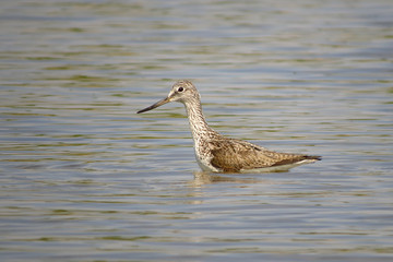 Common greenshank (Tringa nebularia) a wader shorebird in family Scolopacidae, typical waders. Green sandpiper in shallow water at Drava river shore