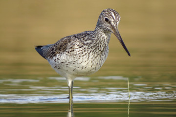 Common greenshank (Tringa nebularia) a wader shorebird in family Scolopacidae, typical waders. Green sandpiper in shallow water at Drava river shore