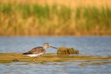 Common greenshank (Tringa nebularia) a wader shorebird in family Scolopacidae, typical waders. Green sandpiper in shallow water at Drava river shore