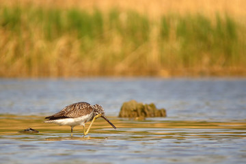 Common greenshank (Tringa nebularia) a wader shorebird in family Scolopacidae, typical waders. Green sandpiper in shallow water at Drava river shore