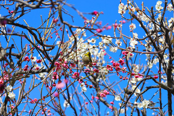 【日本の春】梅の木とメジロ