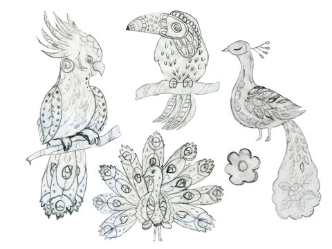 Sketch outline etnic coloring book Peacock bird Hornbill Cockatoo art Russian moscow east folk elements pencil