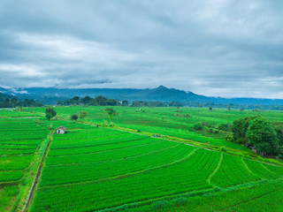 indonesia aerial view of rice fields, misty morning with blue sky