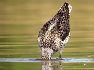 Common greenshank (Tringa nebularia) a wader shorebird in family Scolopacidae, typical waders. Green sandpiper in shallow water at Drava river shore