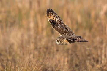 Short-Eared Owl Flying
