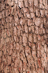 Close up rough texture of Merkus pine or Sumatran pine wood bark background