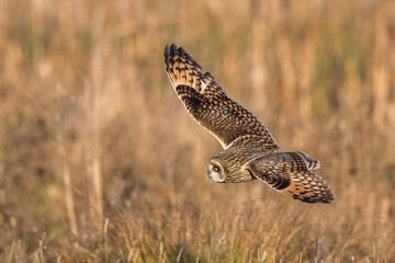 Short-Eared Owl Flying