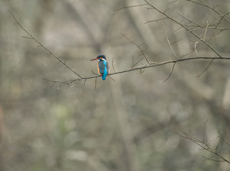 Kingfisher (Alcedo atthis) also known as 