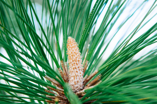 Close up Leaves of Merkus pine or Sumatran pine