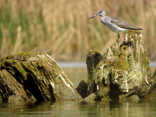 Common greenshank (Tringa nebularia) a wader shorebird in family Scolopacidae, typical waders. Green sandpiper in shallow water at Drava river shore