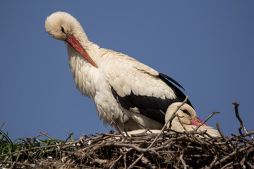 White stork (Ciconia ciconia) male and female breeding couple in the nest, early spring storks prepairing for breeding season