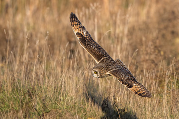 Short-Eared Owl Flying
