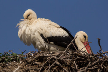 White stork (Ciconia ciconia) male and female breeding couple in the nest, early spring storks prepairing for breeding season