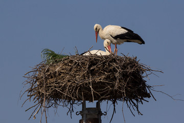 Fototapeta premium White stork (Ciconia ciconia) male and female breeding couple in the nest, early spring storks prepairing for breeding season