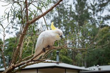 portrait of an white parrot