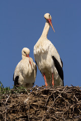 White stork (Ciconia ciconia) male and female breeding couple in the nest, early spring storks prepairing for breeding season © Luka