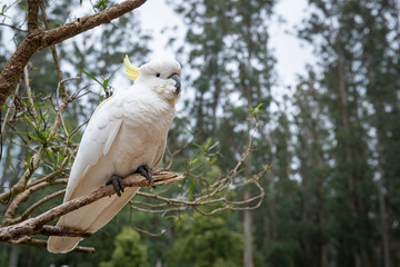 portrait of an white parrot