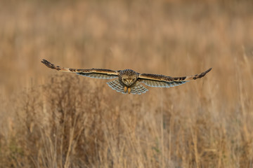 Short-Eared Owl Flying