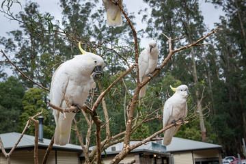 portrait of an white parrot