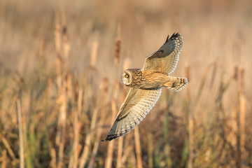 Short-Eared Owl Flying