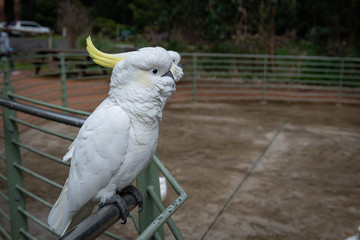 parrot on a branch