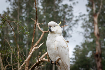 portrait of an white parrot