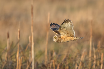 Short-Eared Owl Flying