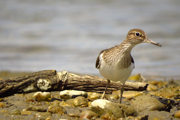 Common sandpiper (Actitis hypoleucos), documentary photo of wader bird in natural habitat searching for food in shallow water at the river Drava shore
