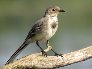 White wagtail (Motacilla alba) a small passerine bird in the family Motacillidae, pipits and longclaws. Pied wagtail or water wagtail, insectivorous bird of open country near habitation and water, gre