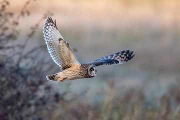Short-Eared Owl Flying