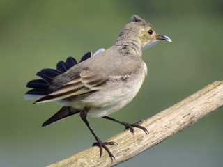 White wagtail (Motacilla alba) a small passerine bird in the family Motacillidae, pipits and longclaws. Pied wagtail or water wagtail, insectivorous bird of open country near habitation and water, gre