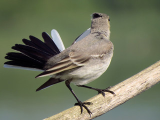 White wagtail (Motacilla alba) a small passerine bird in the family Motacillidae, pipits and...
