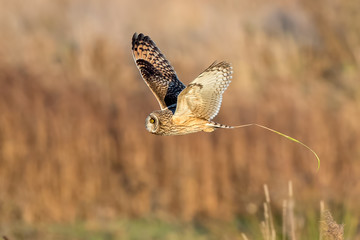 Short-Eared Owl Flying