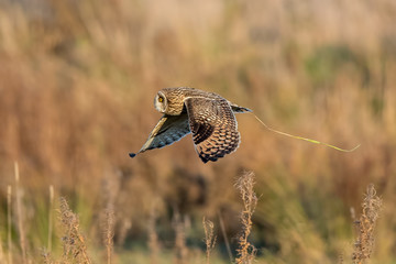 Short-Eared Owl Flying